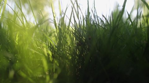 Closeup view of beautiful fresh green grass outside isolated Slow Motion