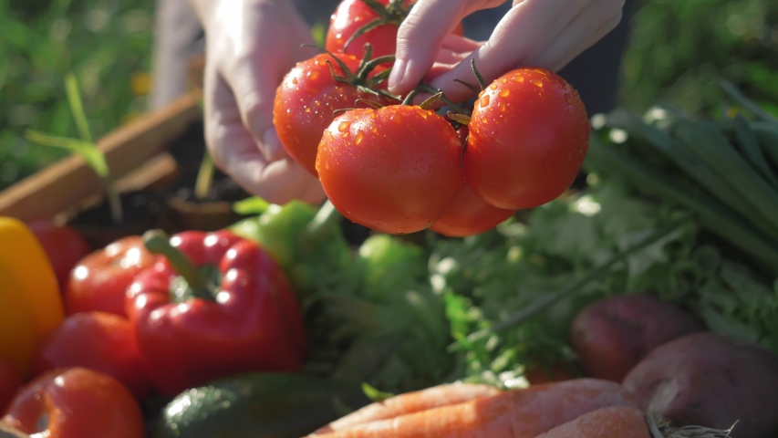 Farmer market outdoor - fresh organic vegetables, small local produce. Fresh organic food at the local farmers market, traditional way of selling agricultural products. eco food store