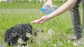 Dachshund on Grass Drinks Water from a Bottle.