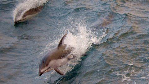 Pacific white-sided dolphins playing in waves