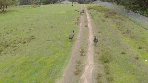 Aerial shot up close and moving forward over a group of emus on a dirt road in bush land in Australia.