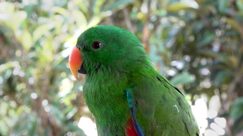 Curious green eclectus parrot turns head and looks at camera