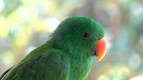 Male Eclectus roratus parrot with green plumage blinks calmly, close up