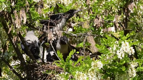 Gray fledged fledglings of birds Corvus cornix sit in a nest on an acacia Robinia pseudoacacia in the foothills of the North Caucasus