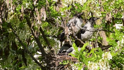 Spring fledged gray fledglings of birds Corvus cornix rest in a nest on flowering acacia Robinia pseudoacacia in the foothills of the North Caucasus
