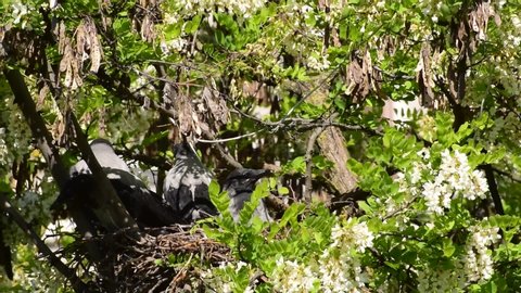 Young fledged gray fledglings of birds Corvus cornix in a nest on an acacia Robinia pseudoacacia in the foothills of the North Caucasus
