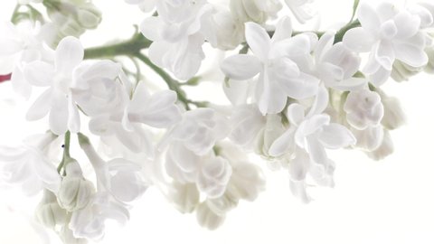 White Lilac flowers bunch background. Beautiful opening white Lilac flower Easter design closeup. Beauty fragrant tiny flowers open closeup. Nature blooming flowers backdrop. Time lapse 4K UHD