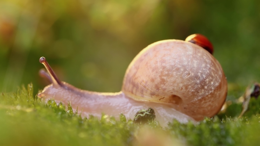 Close-up wildlife of a snail and ladybug in the sunset sunlight. Royalty-Free Stock Footage #1053712739