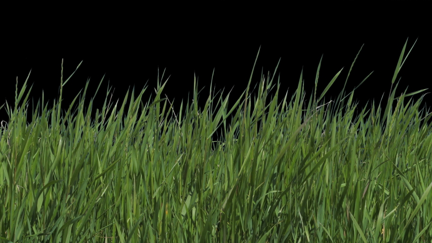 Beautiful fresh green grass flutters in the wind. Recorded on a blue box and cut out so that you can insert it without any problems using the alpha channel. Royalty-Free Stock Footage #1053718145