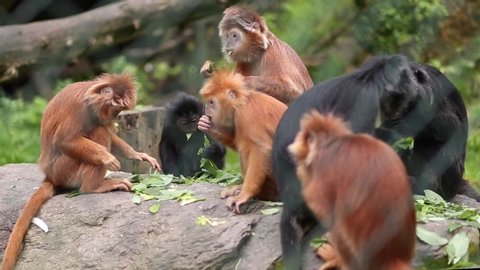 A family of Javan lutung monkeys are  eating leaves at the zoo. East Javan lutung