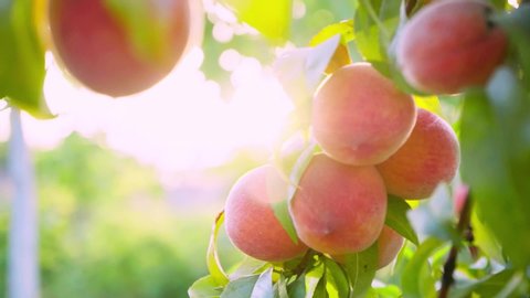 Big juicy peaches on the tree. Fruits ripen in the sun. Peach hanging on a branch in orchard. Fruit picking season. Peach fruit. Sun light. Healthy food. Organic product.