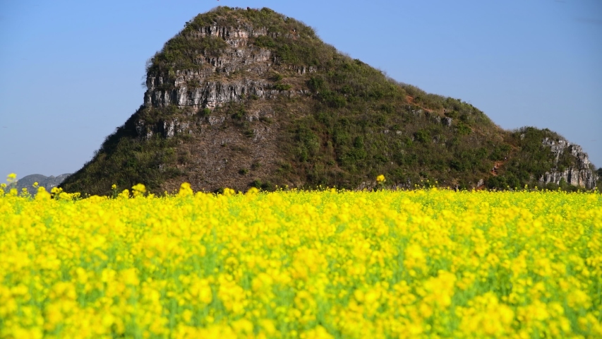 Out of focus (blur) canola flower field in spring, Luoping County, China