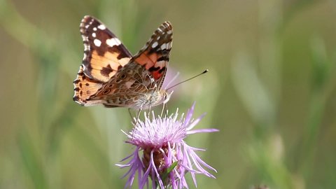 close up Beautiful Painted-Lady butterfly (Vanessa cardui) on flower