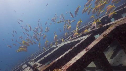 School of fish swimming over cube artificial reef structures in Phuket, Thailand
