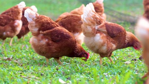 Chickens eating grains on free range farm with green grass, Chicken in Farm Organic