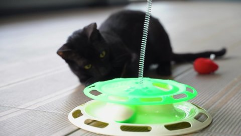 playing with cat toy slow motion