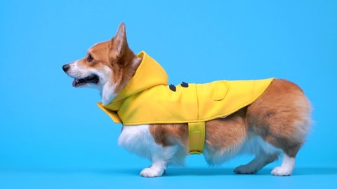Cute welsh corgi pembroke or cardigan dog in yellow raincoat stands in profile on blue background and runs away. Pet prepared for walk in cold rainy weather