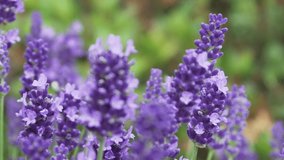 Close up of Lavender plant with flowers in bloom. Lavandula angustifolia. Outdoor, sunny day. Real time video