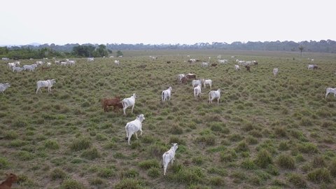 Aerial drone view of cattle grazing on farm pasture in the Amazon rainforest. Xapuri, Acre, Brazil. Concept of ecology, deforestation, environment, nature, conservation, co2 footprint, global warming.