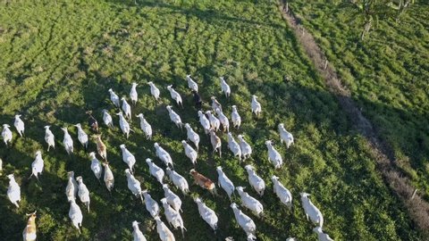 Aerial drone view of cattle grazing on farm pasture in the Amazon rainforest. Xapuri, Acre, Brazil. Concept of ecology, deforestation, environment, nature, agriculture, co2 footprint, global warming.