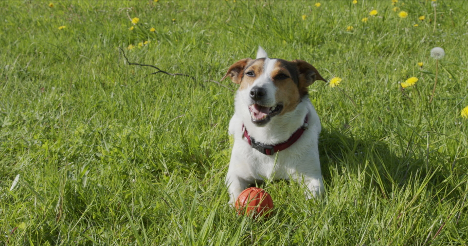 Jack Russell Terrier usually plays an orange ball on the grass in the Park | Shutterstock HD Video #1053735635
