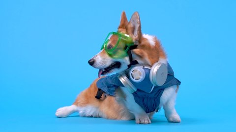 Funny ginger and white welsh corgi pembroke wearing special protective equipment - blue mask with respirator and big plastic glasses, sits and runs out. Blue background in studio, epidemic concept.