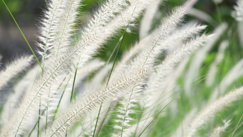 Wild Reeds Grass in meadow Sway From Wind blow. White Grass flowers sway with wind in green field. Meadow Near Pond In Countryside.White reed in green background swaying like wave along wind breeze. | Shutterstock HD Video #1053737966