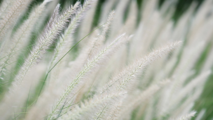 Wild Reeds Grass in meadow Sway From Wind blow. White Grass flowers sway with wind in green field. Meadow Near Pond In Countryside.White reed in green background swaying like wave along wind breeze.