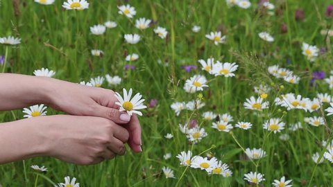 Closeup view video footage of two beautiful female hands with professional natural pastel manicure of fingernails. Woman holding one delicate daisy flower isolated at spring or summer green meadow.