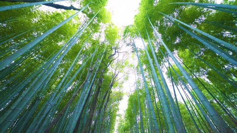Bamboo Forest or Sagano Bamboo Forest, the forest consists of several pathways for tourists and visitors. The forest is not far from Tenryu-ji Temple. Arashiyama, Kyoto, Japan.