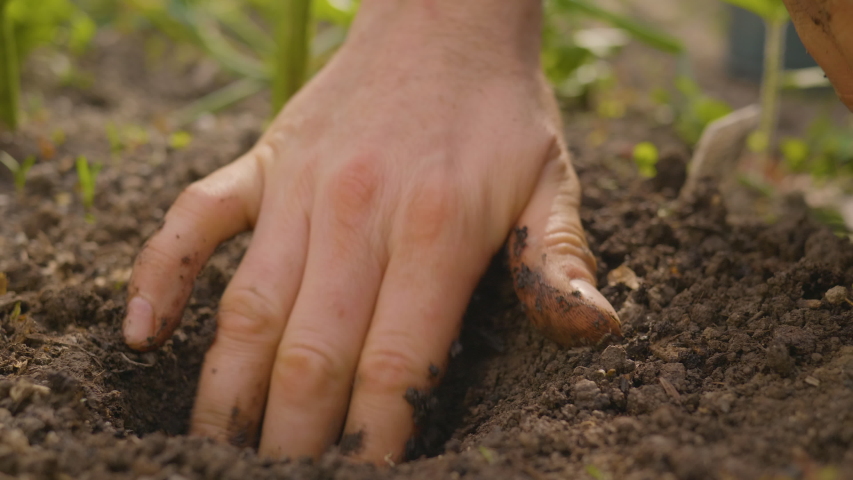 Hands putting a beautiful seedling in soil. Close-up shot of planting. Ecology concept. New life concept. | Shutterstock HD Video #1053749150