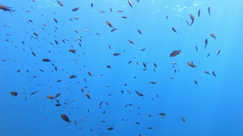 Underwater Scenery Blue Water Damsel Fish Stock Footage Video (100% ...