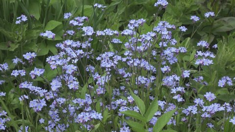 Forget-me-nots Myosotis flowers on a forest glade in sunny day, Shot in 4K UHD
