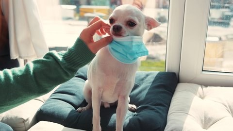 Young woman wearing protective medical mask on her cute puppy little Chihuahua dog in prevention of coronavirus. Surprised puppy. Home pet care. Pandemic. Stay at home.