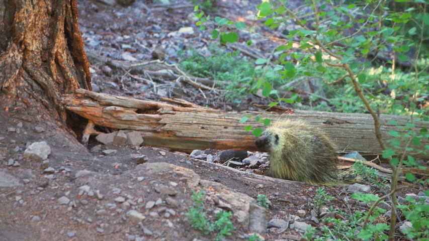 Aspen, Colorado Maroon Bells lake trail hike wilderness and closeup of one porcupine wildlife wild animal with fur texture in forest footpath