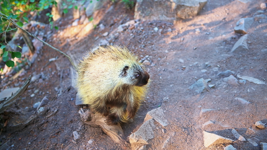 Aspen, Colorado Maroon Bells lake trail path wilderness and closeup of one porcupine wildlife wild animal with fur texture standing upright on hind legs sniffing smelling