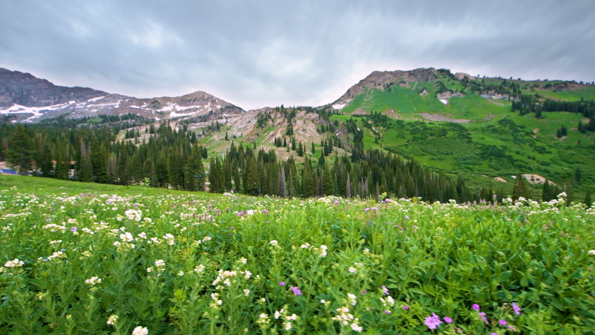 Albion Basin, Utah green summer side view of meadows trail in wildflowers s...