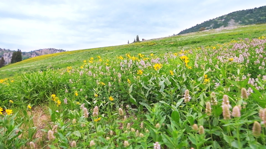 Albion Basin, Utah slow motion of green yellow summer side view of meadows trail in wildflowers season in Wasatch mountains with many colorful flowers handheld panning pov