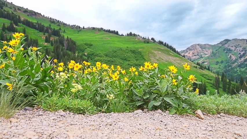 Albion Basin, Utah slowmo of green yellow blue summer side view of meadows trail in wildflowers season in Wasatch mountains with many colorful flowers handheld panning pov