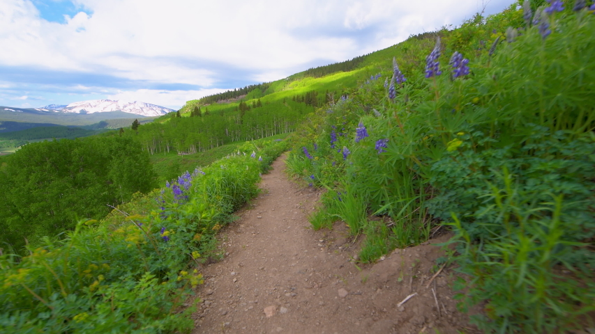 Handheld pov trail hiking on Snodgrass hike in of Mt Crested Butte, Colorado in summer day wide angle view of many colorful blue lupine wildflowers