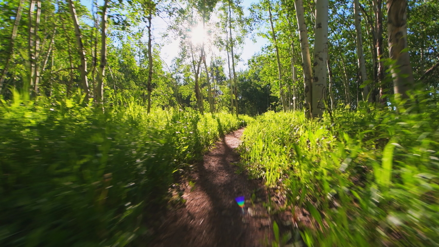 Forest meadow pov walking, jogging and running on Sunnyside Trail in Aspen, Colorado in Woody Creek in morning of early 2019 summer with wildflowers and dirt road path and sunny brigh sunlight