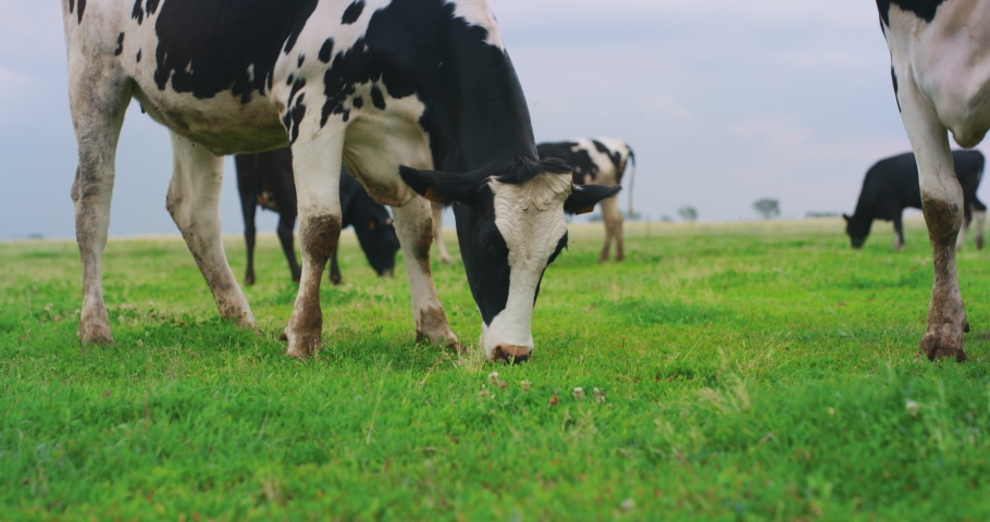 The cows used for biological milk products industry are grazing a grass on a green lawn of a countryside farm.	 Royalty-Free Stock Footage #1053756044