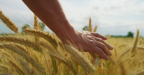 Authentic close up of mature farmer touching wheat crop ears to control a quality in grain field used for biological ecological natural cereal farming and organic cultivation ready for harvesting