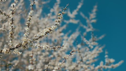 Blackthorn blossoms against blue sky. Slow motion panning on a gimbal.