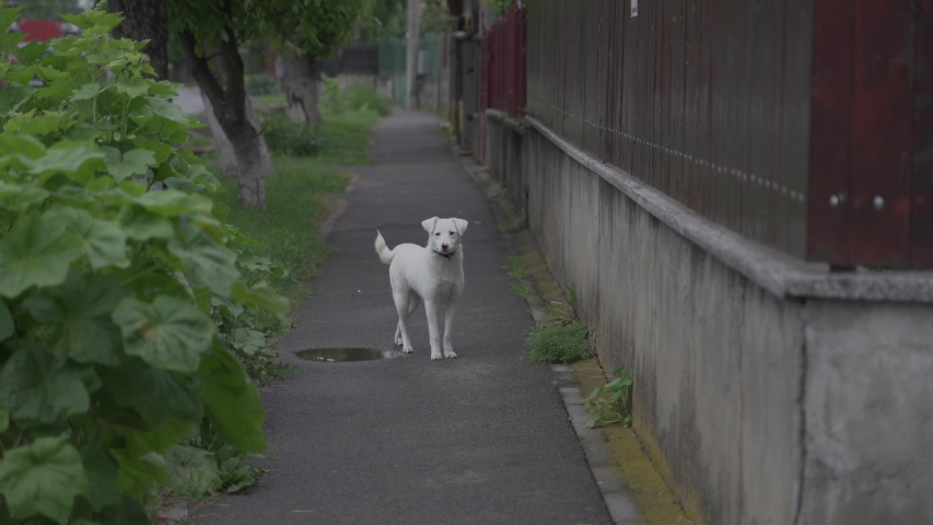 White puppy runing away on the sidewalk