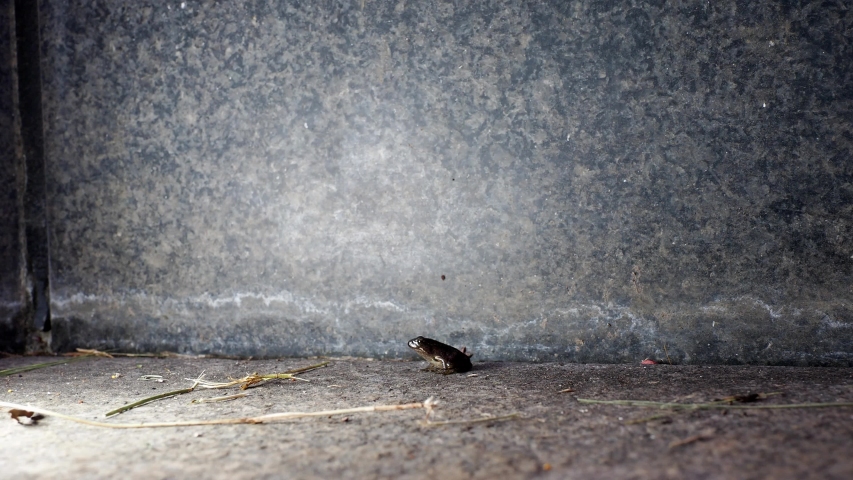 Closeup of a little frog, around 0.5 inches, on stone step
