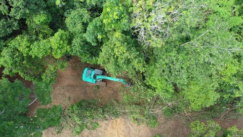 Deforestation. Logging. Excavator fells trees in rainforest to make way for oil palm plantations	