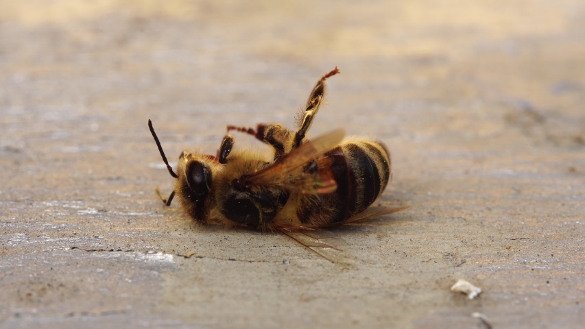 The bee is dying. A dead bee macro. The death of honey bees and environmental pollution by pesticides: The honey bees as biological indicators. Beekeeping (or apiculture). Bee colony in hive