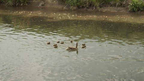 Mother duck with cute babies slowly swims in the river
