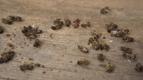 A lot of dead worker honey bees close up. Bees are dying